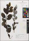 Foto von Salix myrsinifolia Salisb.